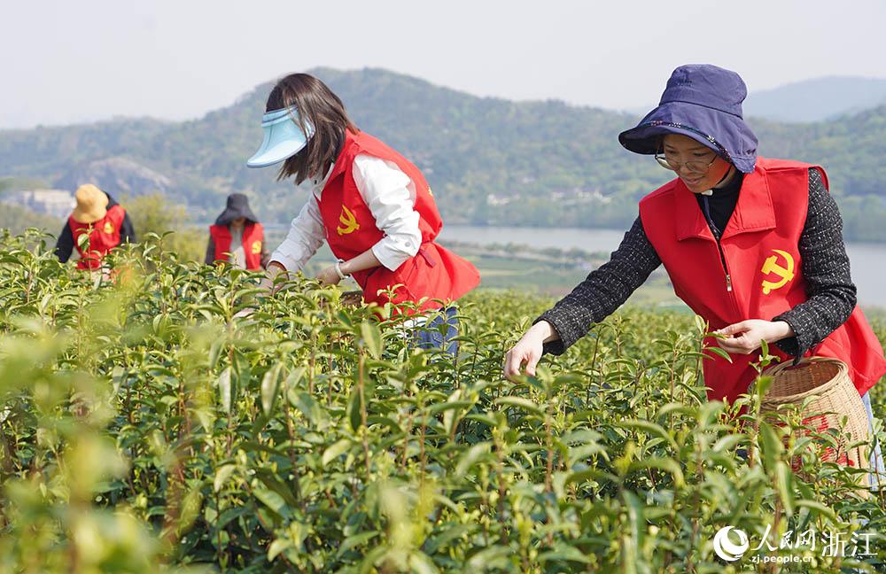 4月2日，10余名黨員干部在寧波市江北區(qū)慈城鎮(zhèn)三勤村茶園基地助農(nóng)采茶。人民網(wǎng) 章勇濤攝