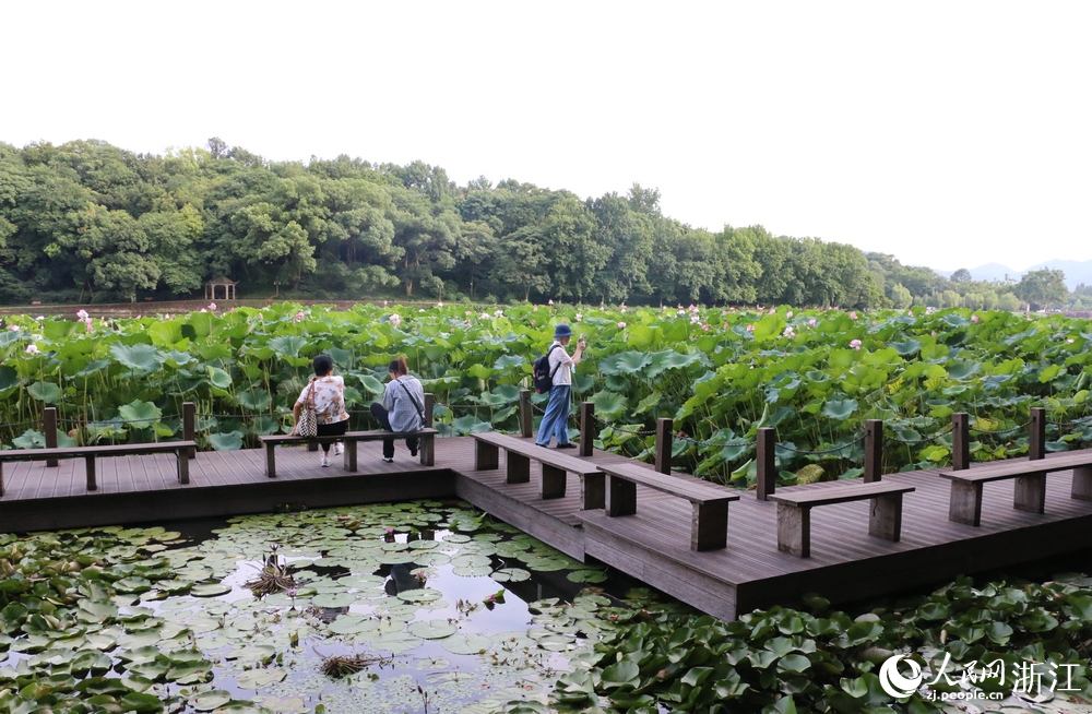 游客拍攝西湖荷花。人民網 王麗瑋攝