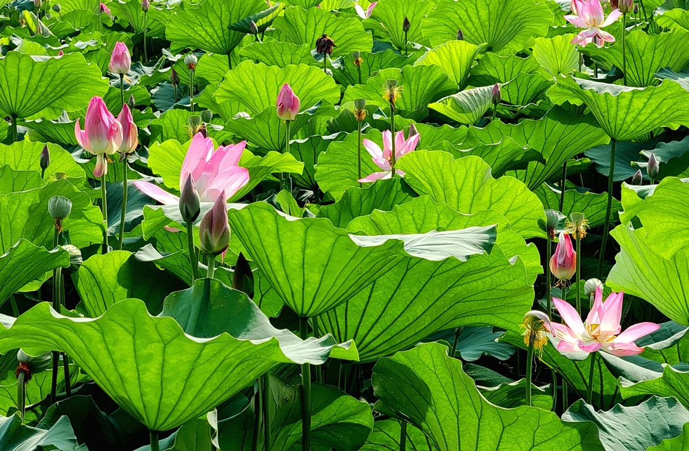 西湖荷花迎來最佳觀賞期。江志清攝