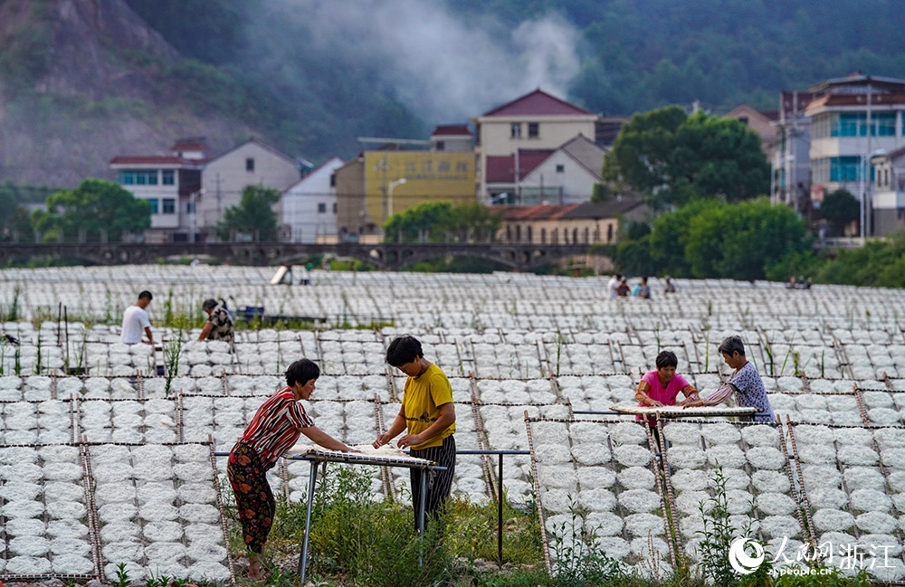 在浙江省嵊州市甘霖鎮(zhèn)殿前村的小烏溪江邊，村民們抓住晴好天氣忙著晾曬榨面。人民網(wǎng) 章勇濤攝