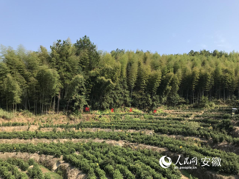 安徽松寨生態(tài)茶葉有限公司茶園。人民網(wǎng) 高飛躍攝