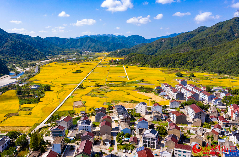 臺州市三門縣橫渡鎮大橫渡村的水稻進入成熟收割期。人民網 章勇濤攝