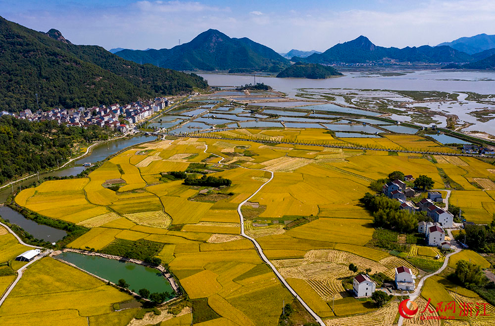 臺州市三門縣橫渡鎮(zhèn)大橫渡村的水稻進入成熟收割期。人民網(wǎng) 章勇濤攝