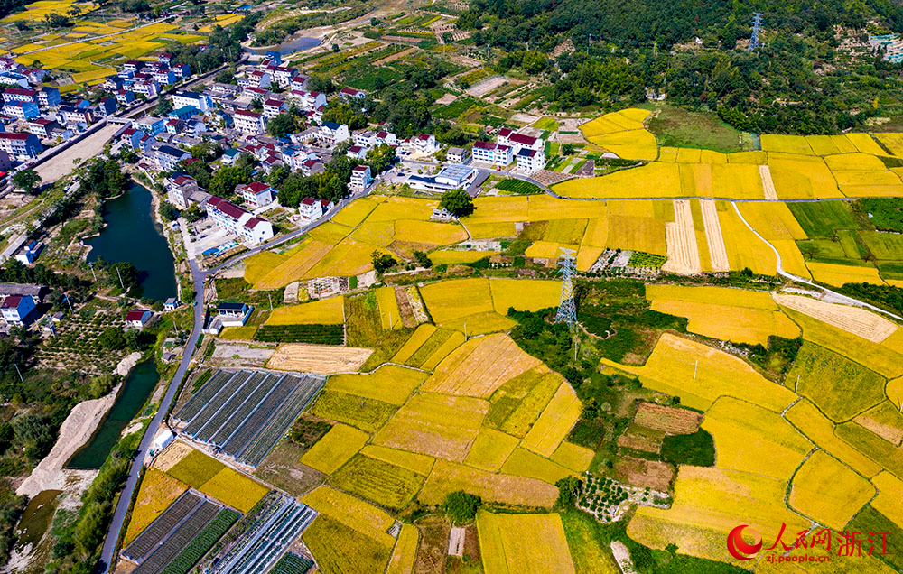 臺州市三門縣橫渡鎮大橫渡村的水稻進入成熟收割期。人民網 章勇濤攝