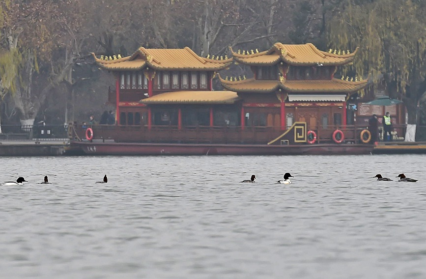 普通秋沙鴨會在12月下旬或來年1月份天氣最寒冷的時候到來。陸建利攝