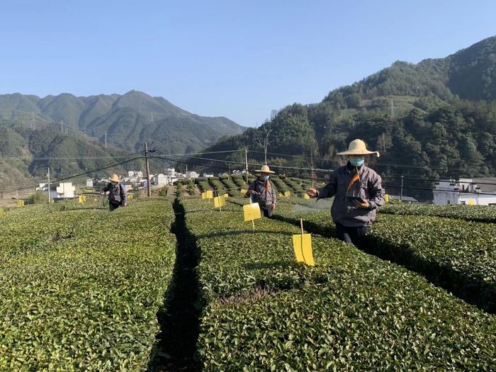 黃山休寧茶園里遍布“小黃板”。休寧縣委宣傳部供圖