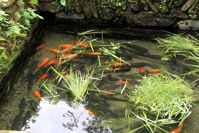 泉水養魚產業。休寧宣傳部供圖