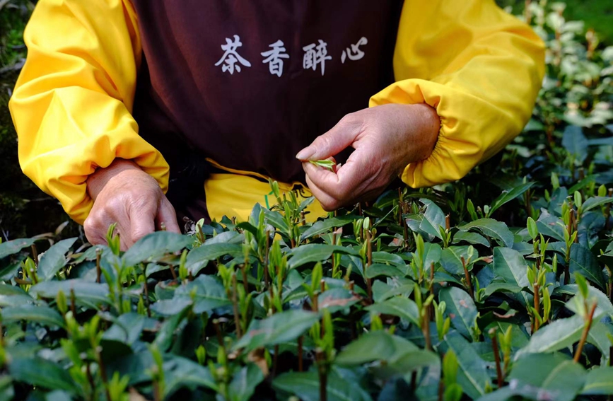 3月13日，采茶工在杭州市西湖風景名勝區(qū)西湖街道龍井村的茶山上采摘西湖龍井明前茶。倪敏菁攝