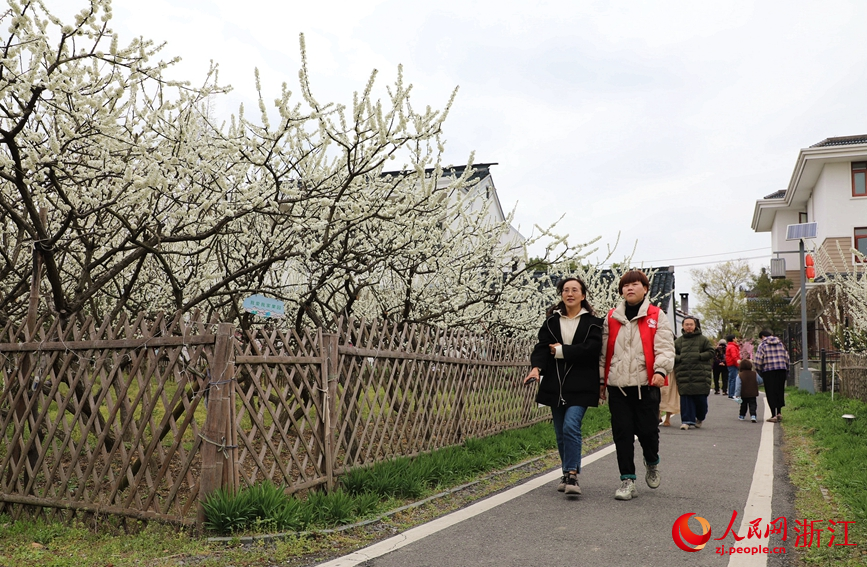 千畝槜李花海吸引了無數(shù)賞花游客。人民網(wǎng) 方彭依夢攝