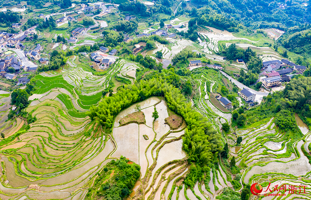 6月10日，空中俯瞰麗水云和梯田，猶如一幅美麗的山水畫卷。人民網(wǎng) 章勇濤攝