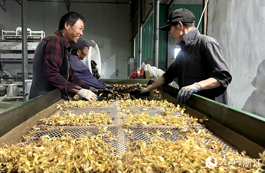 工人正將茶葉與梔子花分離。人民網記者 張麗瑋攝