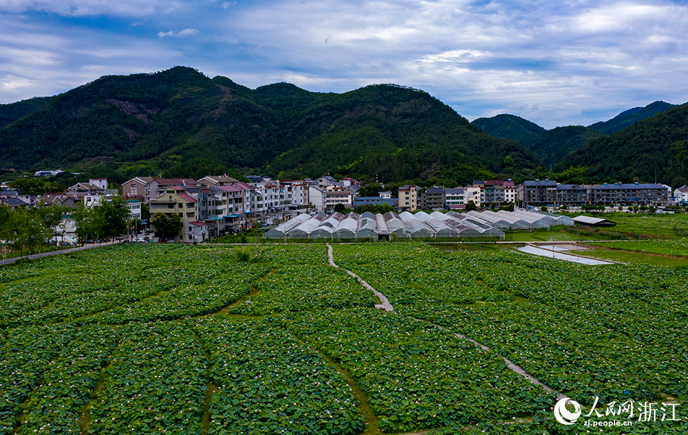 朵朵荷花下，一只只麻鴨穿梭其間，形成一幅動(dòng)靜結(jié)合的美景。人民網(wǎng) 章勇濤攝