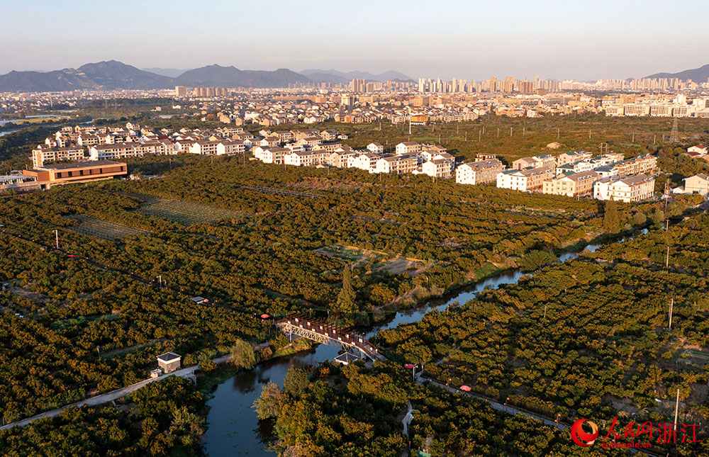 近日，在臺州市黃巖區柑橘博覽園，金燦燦的橘子掛滿枝頭，與民房、田野相互映襯，呈現出一派豐收景象。人民網 章勇濤攝