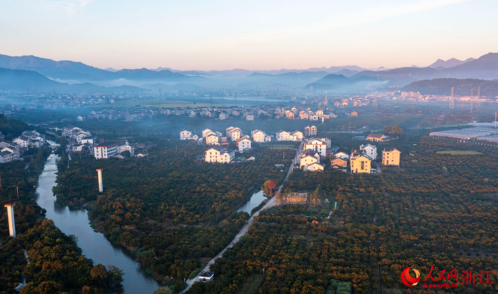 近日，在臺州市黃巖區柑橘博覽園，金燦燦的橘子掛滿枝頭，與民房、田野相互映襯，呈現出一派豐收景象。人民網 章勇濤攝