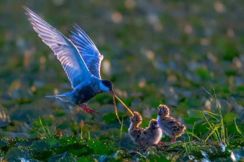 元蕩湖的鳥兒。陸文忠攝