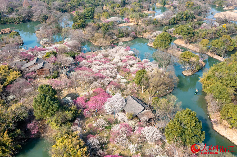 近日，杭州西溪國(guó)家濕地公園內(nèi)梅花盛開(kāi)。人民網(wǎng) 章勇濤攝