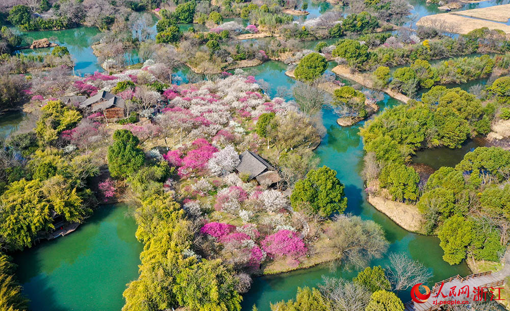 近日，杭州西溪國家濕地公園內梅花盛開。人民網 章勇濤攝