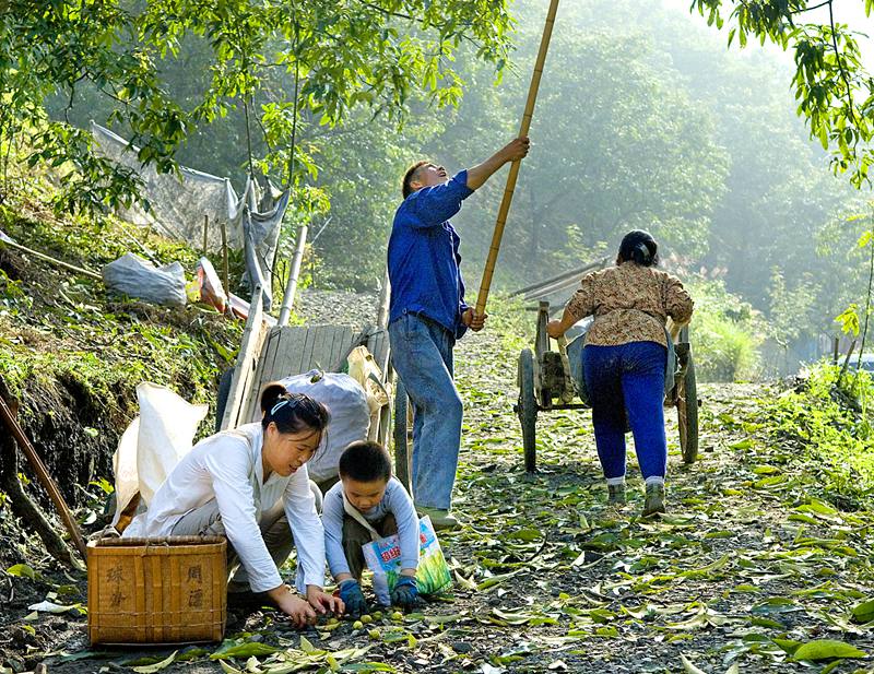 每逢白露節氣，臨安山核桃準時“開桿”。臨安區委宣傳部供圖