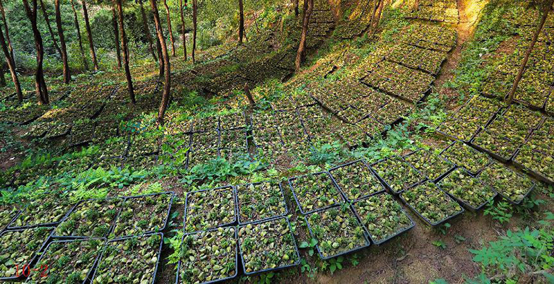 林下種植的霍山石斛。高先祥攝