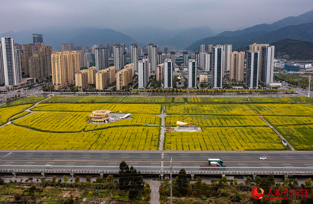 近日，浙江省樂清市現(xiàn)代都市田園綜合體的數(shù)千畝油菜花驚艷綻放。人民網(wǎng) 章勇濤攝