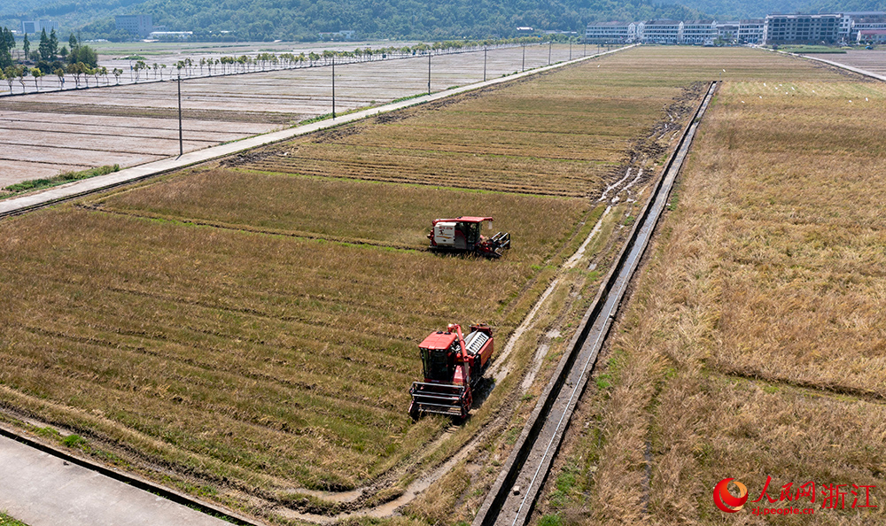 從空中俯瞰浙江省瑞安市曹村鎮(zhèn)的萬畝農田，農機手正駕駛收割機采收油菜籽。人民網  章勇濤攝