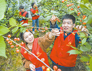 櫻桃園里“志愿紅”