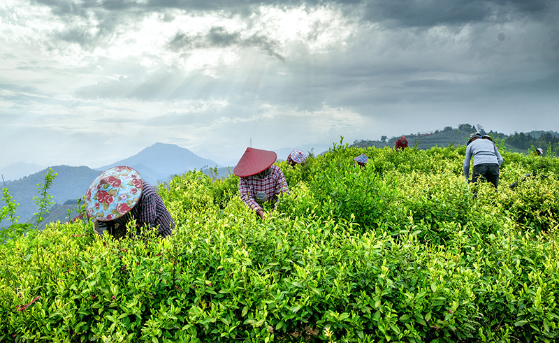 績溪縣上莊鎮的高山茶園。章曉璇攝