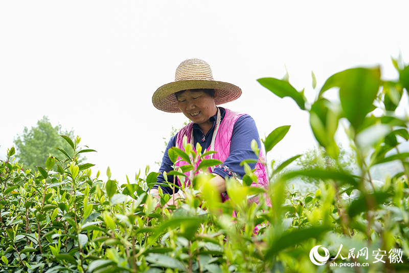 大灣村村民王景枝正在茶園里采摘茶葉。人民網記者 王銳攝