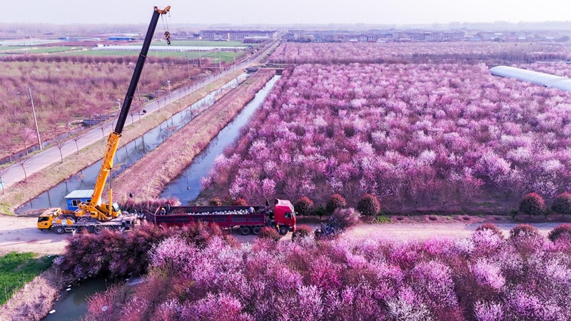 沭陽縣桑墟鎮榆葉梅基地，工人正在裝車發貨。胡夢倩攝