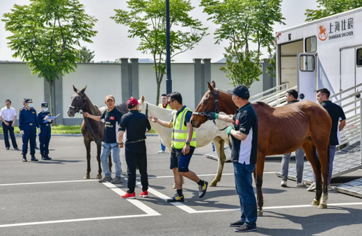 開啟新篇章！杭州亞運(yùn)會(huì)后首批境外馬匹抵達(dá)桐廬