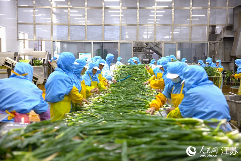 興化市聯發食品有限公司加工車間，工人清洗香蔥。人民網 范堯攝