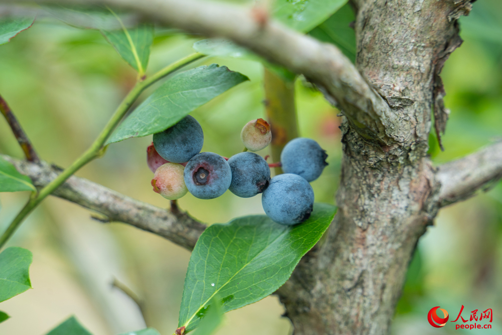 麻江藍莓。人民網(wǎng) 陽茜攝