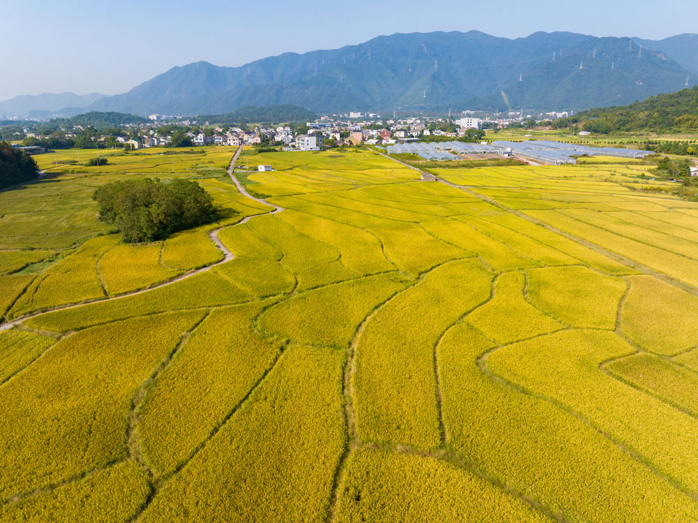 近日，寧波市寧海縣前童鎮柵下村廣袤無垠的田野上，稻穗低垂，隨風搖曳，宛如一片金色的海洋。繆軍攝