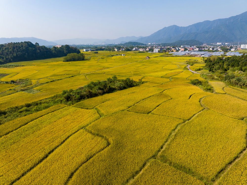 近日，寧波市寧?？h前童鎮(zhèn)柵下村廣袤無垠的田野上，稻穗低垂，隨風(fēng)搖曳，宛如一片金色的海洋?？娷姅z