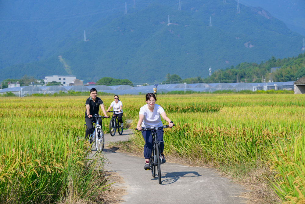 游客們騎行穿梭于稻田中，沉浸在這片金色海洋里，見證這份沉甸甸的豐收喜悅?？娷姅z