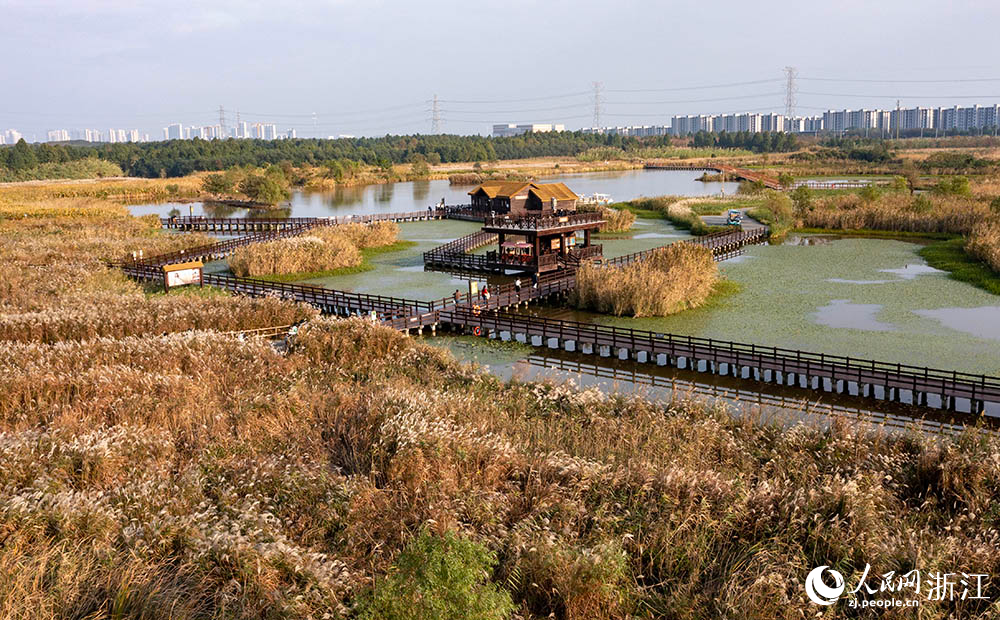 寧波前灣新區的杭州灣國家濕地公園內，蘆花隨風搖曳，仿佛一片夢幻的海洋。人民網 章勇濤攝