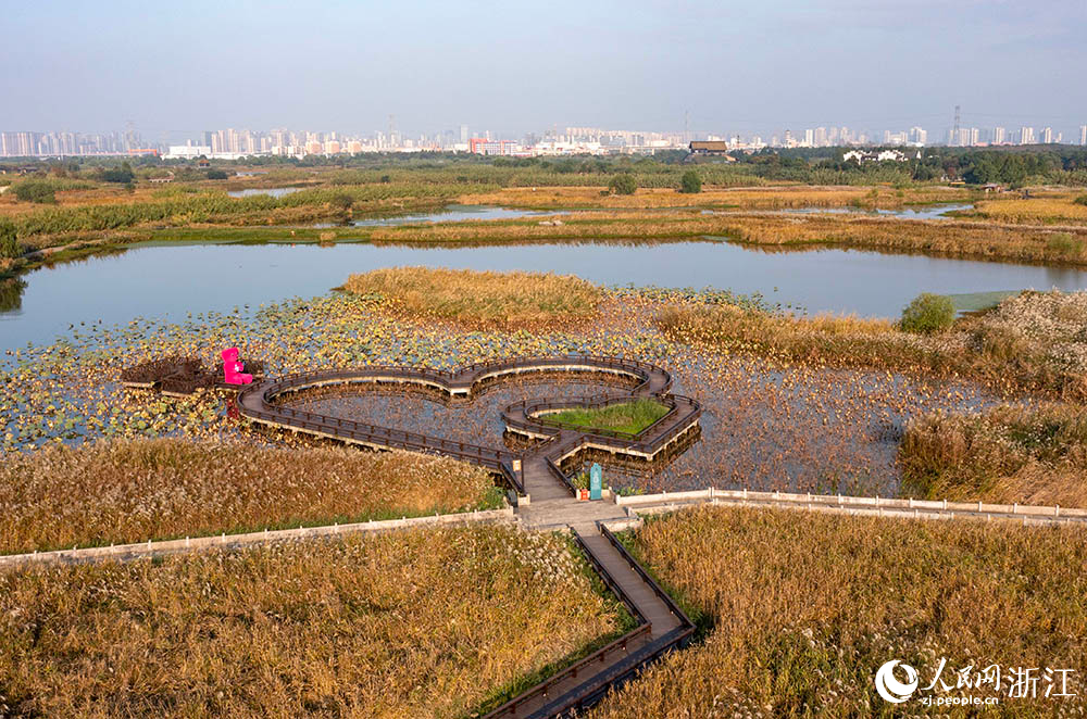 寧波前灣新區的杭州灣國家濕地公園內，蘆花隨風搖曳，仿佛一片夢幻的海洋。人民網 章勇濤攝