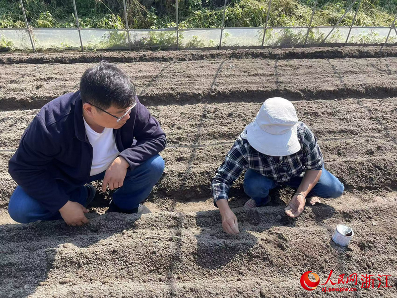 在武義縣后林畈村，“供銷紅小二”高慧星正在指導(dǎo)農(nóng)戶進(jìn)行蘿卜冬種。人民網(wǎng)記者 王麗瑋攝