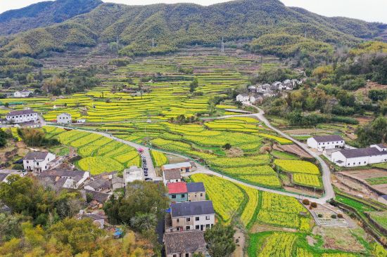 大堰鎮(zhèn)油菜花梯田